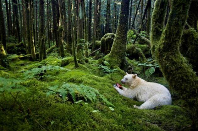 Oso blanco comiendo sangrientos manjares Parece un plano falseado de un oso blanco. El fotógrafo logró capturar el instante en el que el oso polar estaba consumiendo sus sangrientos despojos en un bosque de cuento de hadas. La foto fue tomada en la costa oeste de Canadá a Alaska. En este bosque, el oso Kermode - una subespecie del oso negro americano tiene su hogar. Aproximadamente uno de cada diez de estos osos nacen con una 'bata blanca', una característica que se debe a una mutación genética. No son albinos. Su nariz es de color negro y los ojos también son oscuros. © Paul Nicklen / Veolia Environnement Wildlife Photographer of the Year 2012
